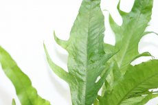 画像2: 【通販 水草】ミクロソリウム クレイジーリーフ タイプ2(輸入品)【1ポット サンプル画像】（陰性水草)（生体）（熱帯魚） (2)