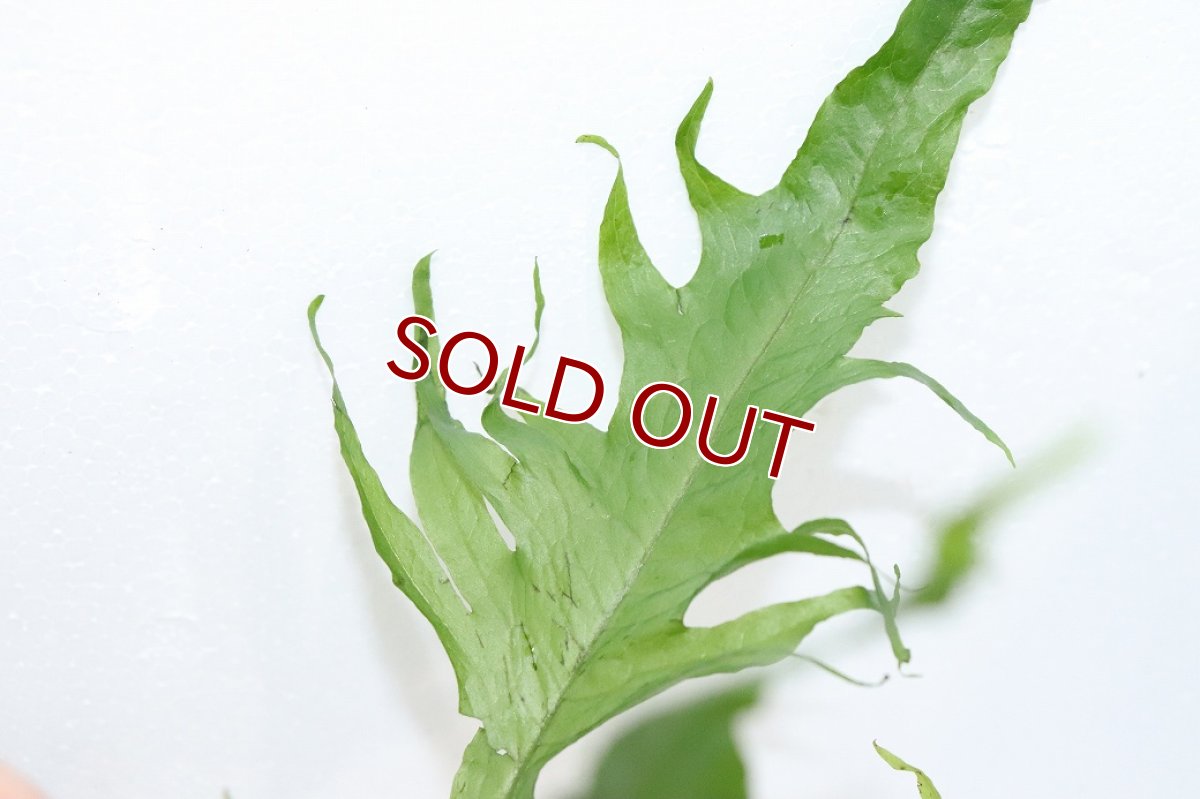 画像3: 【通販 水草】ミクロソリウム クレイジーリーフ タイプ2(輸入品)【1ポット サンプル画像】（陰性水草)（生体）（熱帯魚） (3)