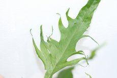 画像3: 【通販 水草】ミクロソリウム クレイジーリーフ タイプ2(輸入品)【1ポット サンプル画像】（陰性水草)（生体）（熱帯魚） (3)