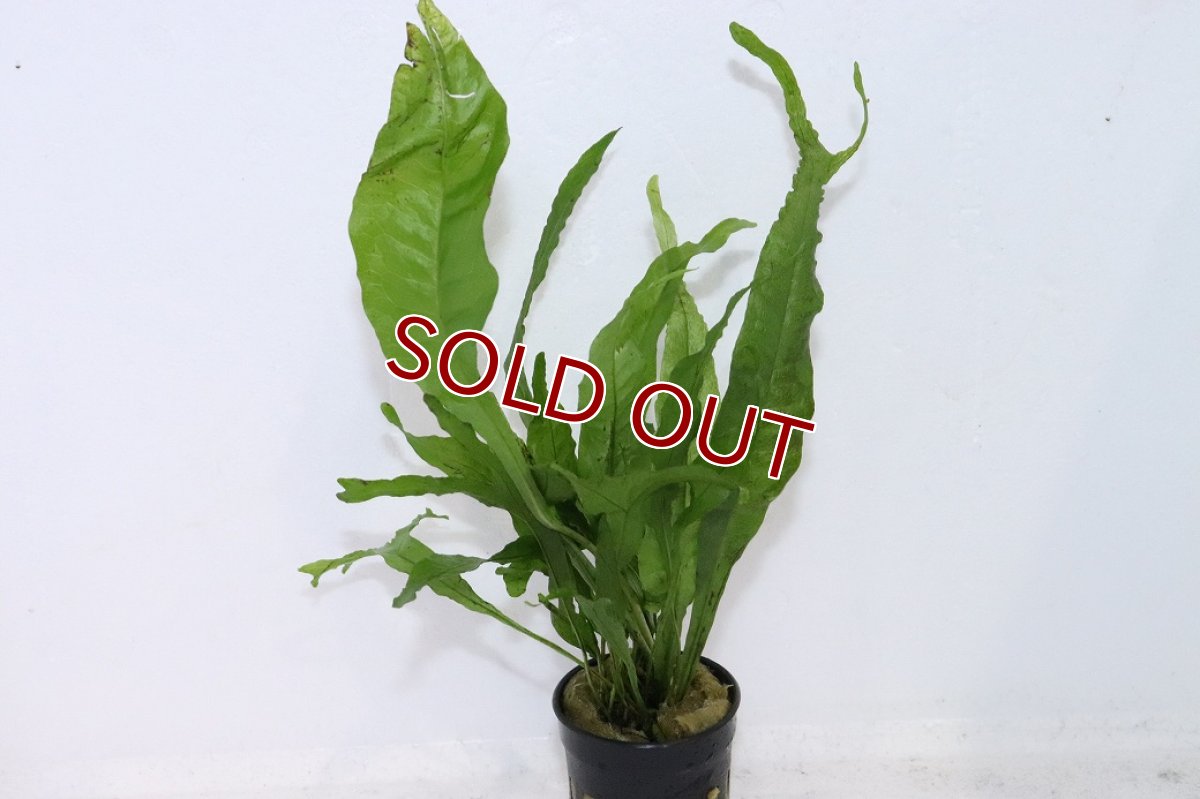 画像1: 【通販 水草】ミクロソリウム トールズハンマー(輸入品)【1ポット サンプル画像】（陰性水草)（生体）（熱帯魚） (1)