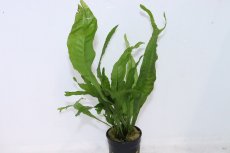 画像1: 【通販 水草】ミクロソリウム トールズハンマー(輸入品)【1ポット サンプル画像】（陰性水草)（生体）（熱帯魚） (1)