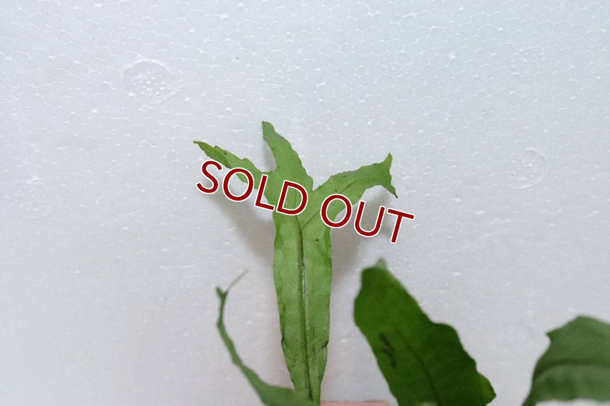 画像2: 【通販 水草】ミクロソリウム トールズハンマー(輸入品)【1ポット サンプル画像】（陰性水草)（生体）（熱帯魚） (2)