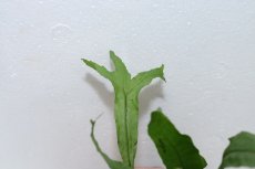 画像2: 【通販 水草】ミクロソリウム トールズハンマー(輸入品)【1ポット サンプル画像】（陰性水草)（生体）（熱帯魚） (2)