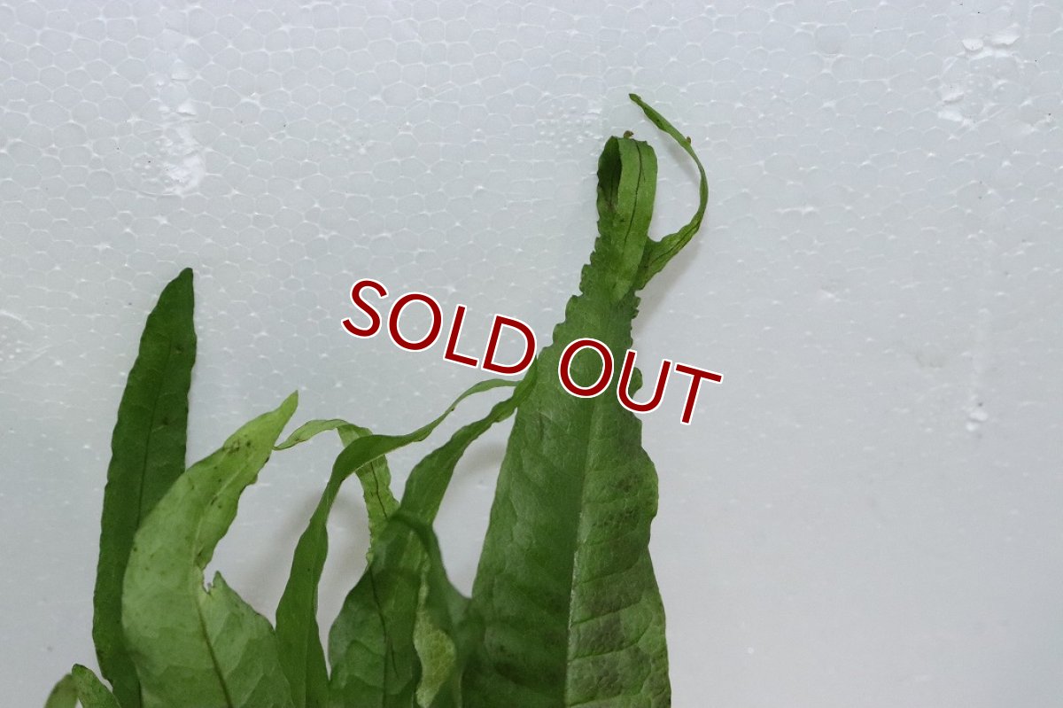 画像3: 【通販 水草】ミクロソリウム トールズハンマー(輸入品)【1ポット サンプル画像】（陰性水草)（生体）（熱帯魚） (3)