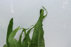 画像3: 【通販 水草】ミクロソリウム トールズハンマー(輸入品)【1ポット サンプル画像】（陰性水草)（生体）（熱帯魚） (3)