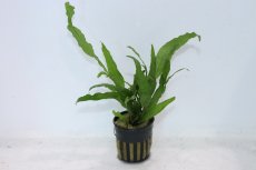 画像1: 【通販 水草】ミクロソリウム プテロプス ソフトリーフ(輸入品)【1ポット サンプル画像】（陰性水草)（生体）（熱帯魚） (1)