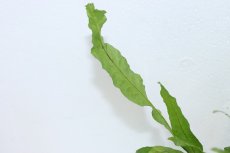 画像2: 【通販 水草】ミクロソリウム プテロプス ソフトリーフ(輸入品)【1ポット サンプル画像】（陰性水草)（生体）（熱帯魚） (2)