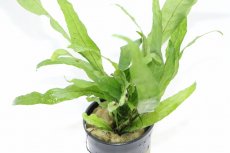 画像3: 【通販 水草】ミクロソリウム プテロプス ソフトリーフ(輸入品)【1ポット サンプル画像】（陰性水草)（生体）（熱帯魚） (3)