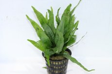 画像1: 【通販 水草】レアサイズ XLポット ミクロソリウム プテロプス(輸入品)【1ポット サンプル画像】（陰性水草)（生体）（熱帯魚） (1)