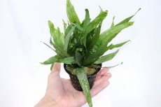 画像2: 【通販 水草】レアサイズ XLポット ミクロソリウム プテロプス(輸入品)【1ポット サンプル画像】（陰性水草)（生体）（熱帯魚） (2)