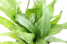 画像3: 【通販 水草】レアサイズ XLポット ミクロソリウム プテロプス(輸入品)【1ポット サンプル画像】（陰性水草)（生体）（熱帯魚） (3)