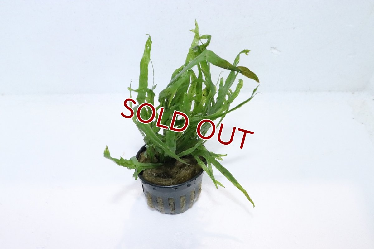 画像2: 【通販 水草】ミクロソリウム トライデントミニ(輸入品)【1ポット サンプル画像】（陰性水草)（生体）（熱帯魚） (2)
