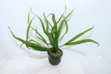 画像1: 【通販 水草】ミクロソリウム ニードル(輸入品)【1ポット サンプル画像】（陰性水草)（生体）（熱帯魚） (1)