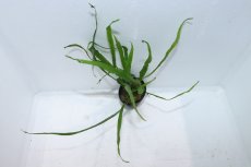画像2: 【通販 水草】ミクロソリウム ニードル(輸入品)【1ポット サンプル画像】（陰性水草)（生体）（熱帯魚） (2)