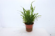 画像1: 【通販 水草】トロピカ社 ミクロソリウム トライデント(無農薬)【1ポット サンプル画像】（陰性水草)（生体）（熱帯魚） (1)