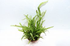 画像2: 【通販 水草】トロピカ社 ミクロソリウム トライデント(無農薬)【1ポット サンプル画像】（陰性水草)（生体）（熱帯魚） (2)