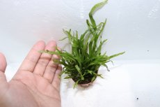 画像3: 【通販 水草】トロピカ社 ミクロソリウム トライデント(無農薬)【1ポット サンプル画像】（陰性水草)（生体）（熱帯魚） (3)