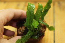 画像3: 【水草】レア種 ミクロソリウム プテロプス グリーンノーム 石付き【１個】 (3)