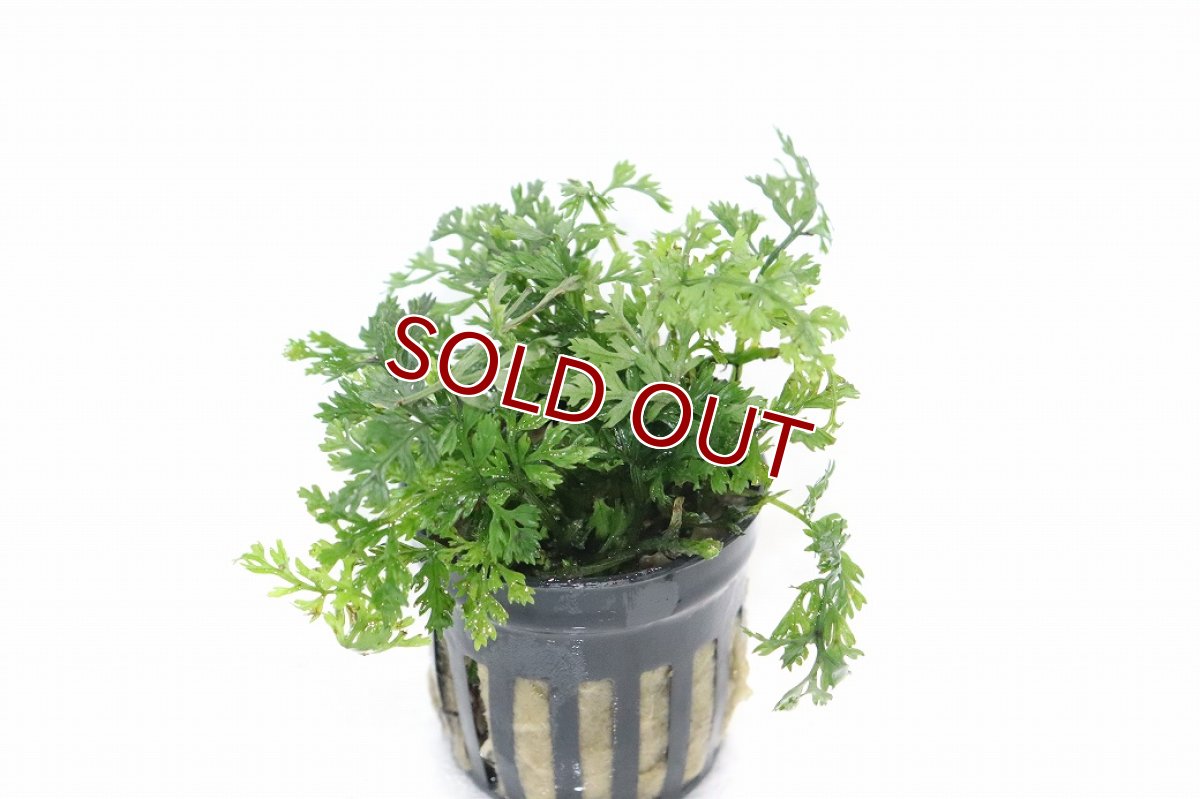 画像1: 【通販 水草】ボルビディスsp(輸入品)【1ポット サンプル画像】（陰性水草)（生体）（熱帯魚） (1)