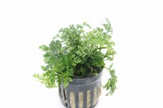 画像1: 【通販 水草】ボルビディスsp(輸入品)【1ポット サンプル画像】（陰性水草)（生体）（熱帯魚） (1)