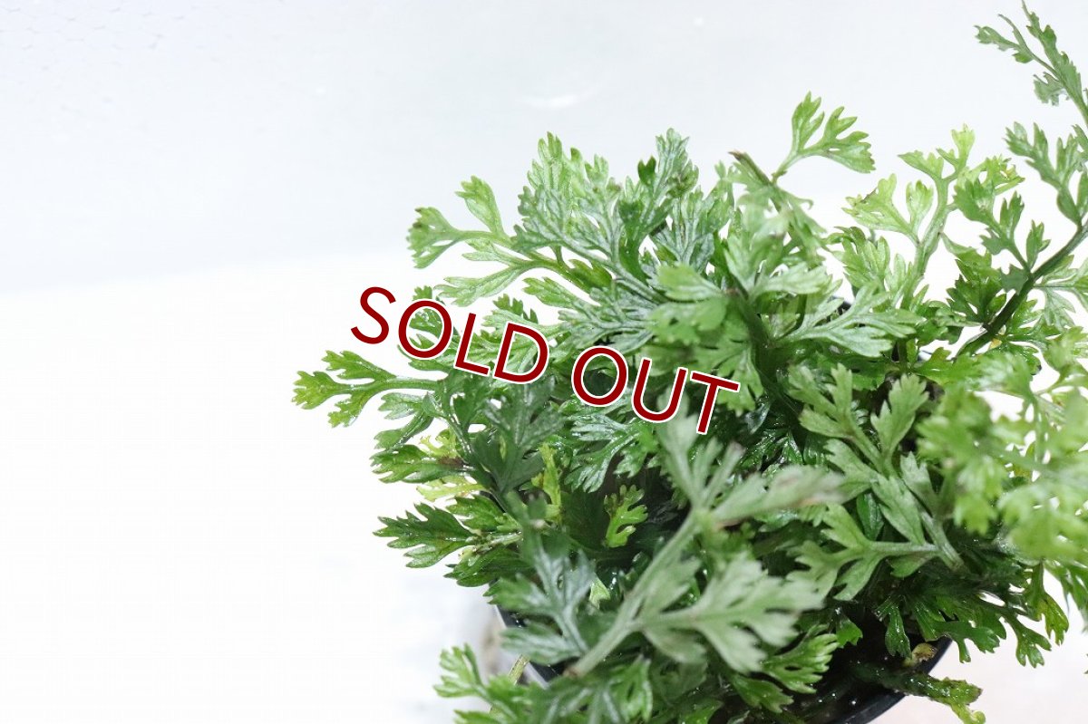 画像2: 【通販 水草】ボルビディスsp(輸入品)【1ポット サンプル画像】（陰性水草)（生体）（熱帯魚） (2)