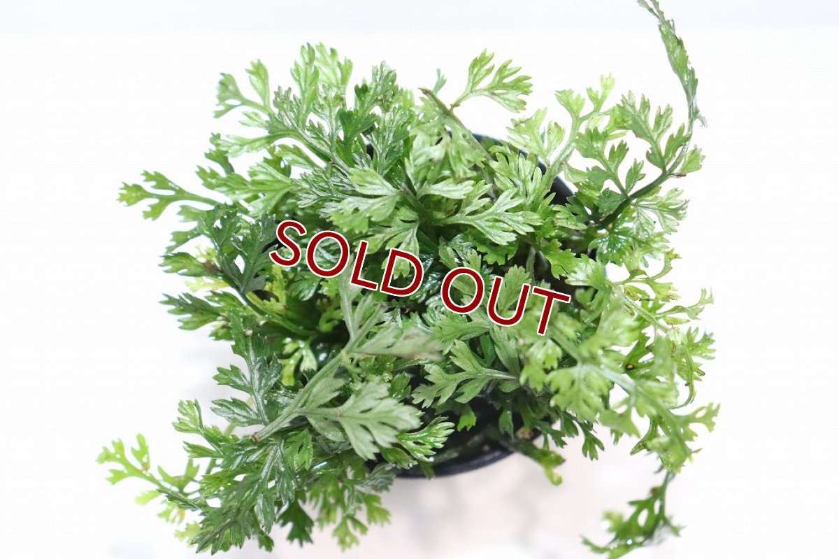 画像3: 【通販 水草】ボルビディスsp(輸入品)【1ポット サンプル画像】（陰性水草)（生体）（熱帯魚） (3)