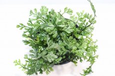 画像3: 【通販 水草】ボルビディスsp(輸入品)【1ポット サンプル画像】（陰性水草)（生体）（熱帯魚） (3)