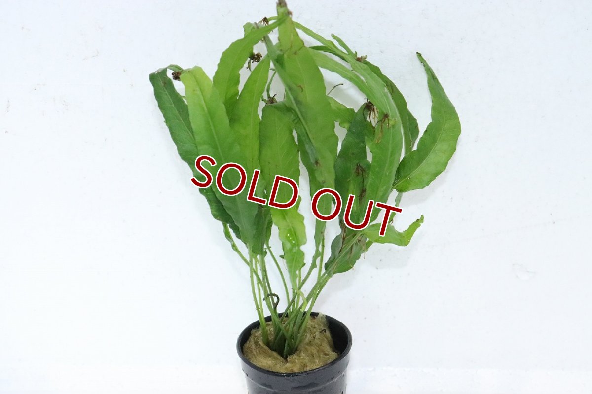 画像1: 【ボーナスセール対象個体　クーポンご利用で更に10％OFF】【通販 水草】ボルビディス ヘテロクリータ ロングテール(輸入品)【1ポット サンプル画像】（陰性水草)（生体）（熱帯魚） (1)