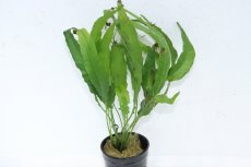 画像1: 【通販 水草】ボルビディス ヘテロクリータ ロングテール(輸入品)【1ポット サンプル画像】（陰性水草)（生体）（熱帯魚） (1)