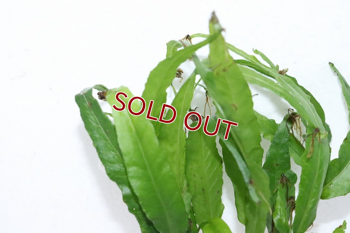 画像2: 【ボーナスセール対象個体　クーポンご利用で更に10％OFF】【通販 水草】ボルビディス ヘテロクリータ ロングテール(輸入品)【1ポット サンプル画像】（陰性水草)（生体）（熱帯魚） (2)
