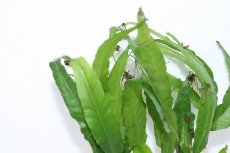 画像2: 【通販 水草】ボルビディス ヘテロクリータ ロングテール(輸入品)【1ポット サンプル画像】（陰性水草)（生体）（熱帯魚） (2)