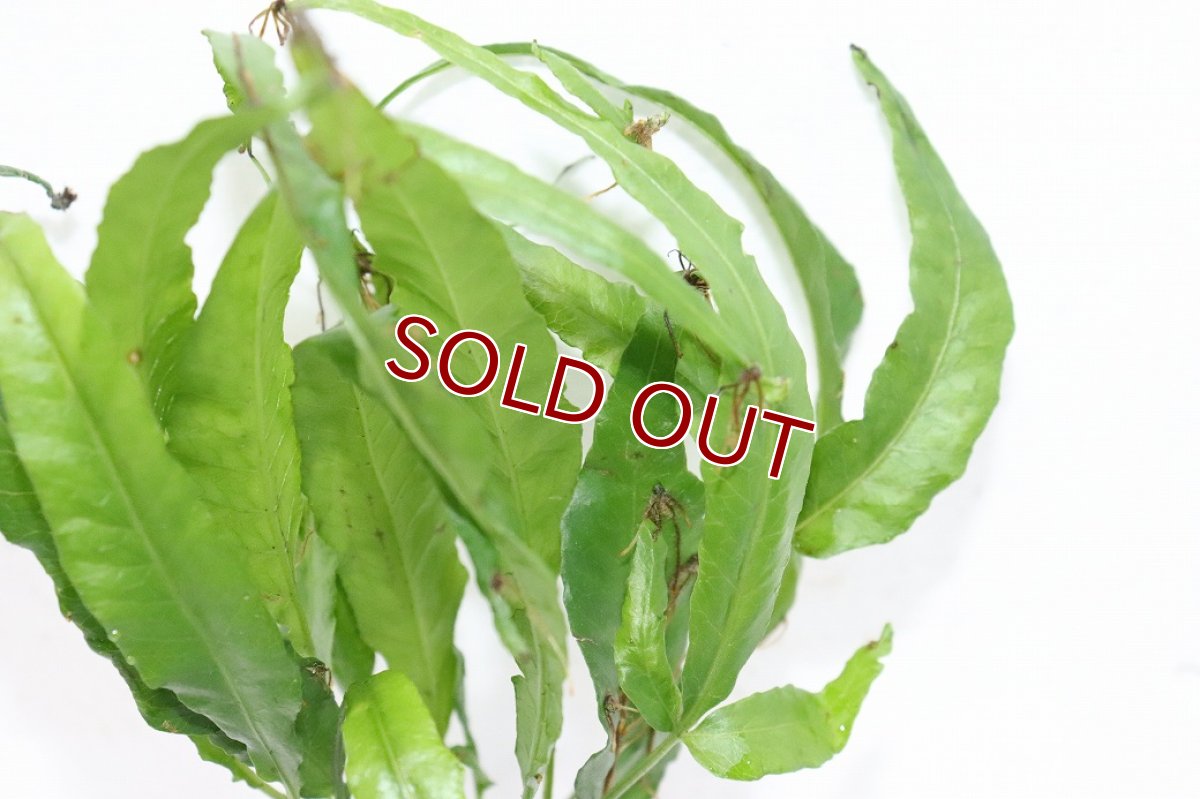 画像3: 【ボーナスセール対象個体　クーポンご利用で更に10％OFF】【通販 水草】ボルビディス ヘテロクリータ ロングテール(輸入品)【1ポット サンプル画像】（陰性水草)（生体）（熱帯魚） (3)