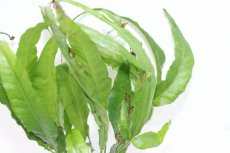 画像3: 【通販 水草】ボルビディス ヘテロクリータ ロングテール(輸入品)【1ポット サンプル画像】（陰性水草)（生体）（熱帯魚） (3)