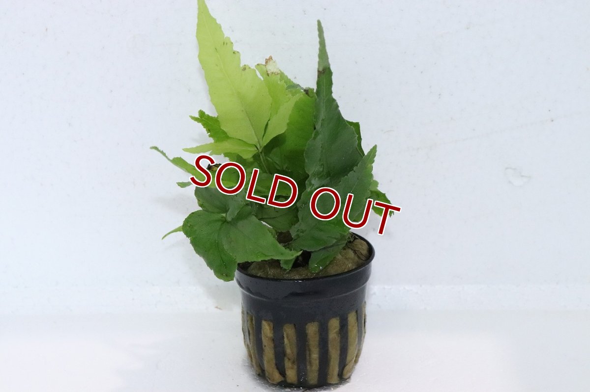 画像1: 【通販 水草】ボルビディス ヘテロクリータ(輸入品)【1ポット サンプル画像】（陰性水草)（生体）（熱帯魚） (1)
