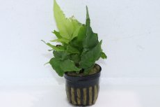 画像1: 【通販 水草】ボルビディス ヘテロクリータ(輸入品)【1ポット サンプル画像】（陰性水草)（生体）（熱帯魚） (1)