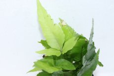 画像2: 【通販 水草】ボルビディス ヘテロクリータ(輸入品)【1ポット サンプル画像】（陰性水草)（生体）（熱帯魚） (2)