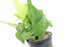 画像3: 【通販 水草】ボルビディス ヘテロクリータ(輸入品)【1ポット サンプル画像】（陰性水草)（生体）（熱帯魚） (3)