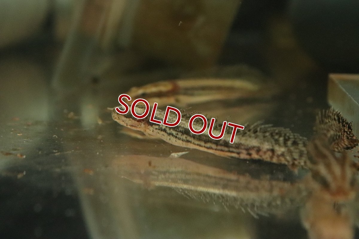 画像2: 【淡水魚】難あり個体 ポリプテルス ラプラディ【１匹 サンプル画像】(±5-8cm)(大型魚)(生体)(熱帯魚)NKO (2)