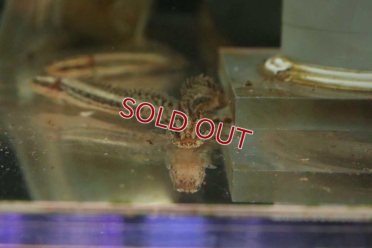 画像3: 【淡水魚】難あり個体 ポリプテルス ラプラディ【１匹 サンプル画像】(±5-8cm)(大型魚)(生体)(熱帯魚)NKO (3)