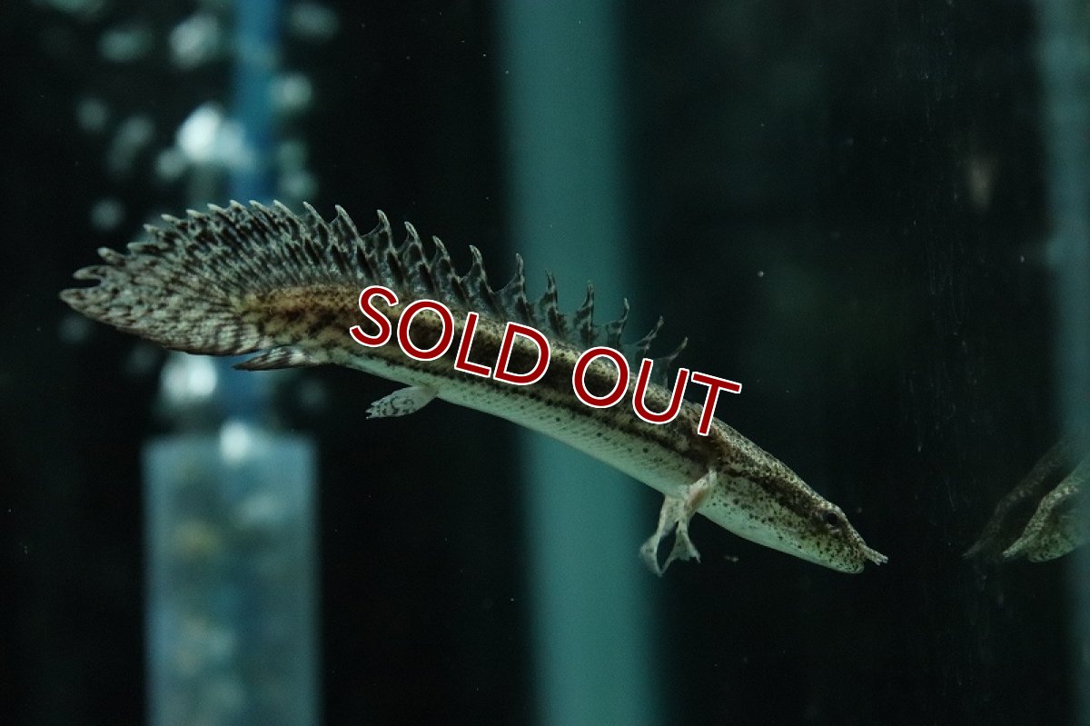 画像2: 【淡水魚】【通販】ハイブリット ポリプテルス アンプラディ(アンソルギー×ラプラディ)【１匹サンプル画像】(±5-8cm)(生体)(熱帯魚)NKO (2)