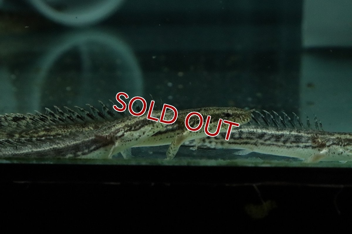 画像3: 【淡水魚】【通販】ハイブリット ポリプテルス アンプラディ(アンソルギー×ラプラディ)【１匹サンプル画像】(±5-8cm)(生体)(熱帯魚)NKO (3)