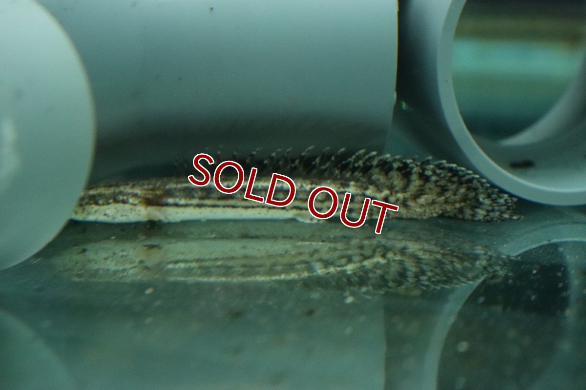 画像4: 【淡水魚】【通販】ハイブリット ポリプテルス アンプラディ(アンソルギー×ラプラディ)【１匹サンプル画像】(±5-8cm)(生体)(熱帯魚)NKO (4)