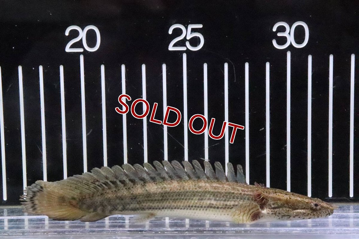 画像2: 【淡水魚】大きめ ポリプテルス ビキール ラプラディ(ラプラティ)【１匹 サンプル画像】(±10-13cm)(生体)(熱帯魚)NKO (2)
