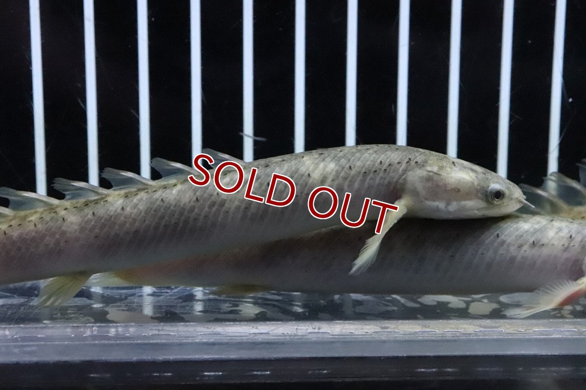 画像2: 【淡水魚】 超激レア ポリプテルス セネガルスマーブル ハイブリッド?【1匹サンプル画像】±10-12cm(生体)(熱帯魚)NKO (2)