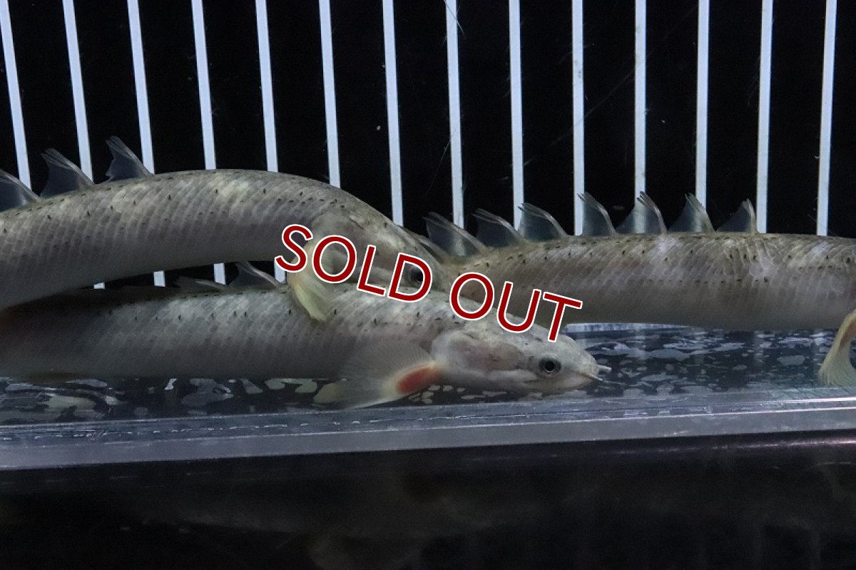 画像3: 【淡水魚】 超激レア ポリプテルス セネガルスマーブル ハイブリッド?【1匹サンプル画像】±10-12cm(生体)(熱帯魚)NKO (3)