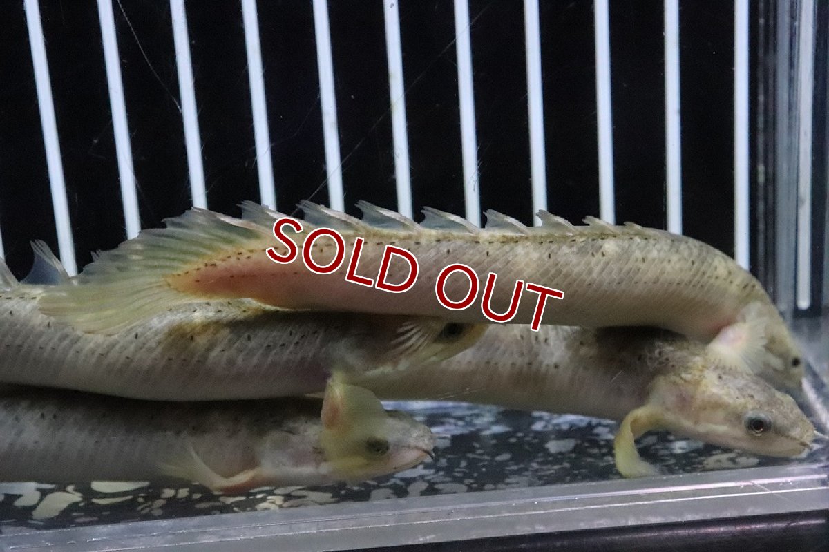 画像5: 【淡水魚】 超激レア ポリプテルス セネガルスマーブル ハイブリッド?【1匹サンプル画像】±10-12cm(生体)(熱帯魚)NKO (5)