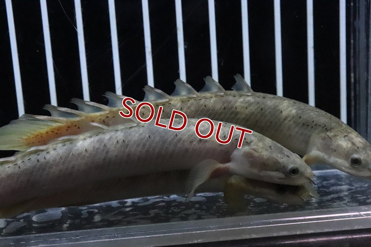画像6: 【淡水魚】 超激レア ポリプテルス セネガルスマーブル ハイブリッド?【1匹サンプル画像】±10-12cm(生体)(熱帯魚)NKO (6)