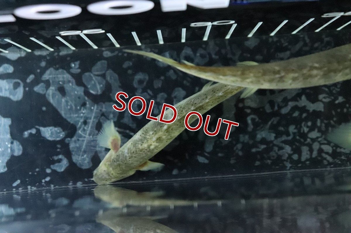 画像7: 【淡水魚】 超激レア ポリプテルス セネガルスマーブル ハイブリッド?【1匹サンプル画像】±10-12cm(生体)(熱帯魚)NKO (7)
