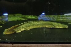 画像1: 【淡水魚】【通販】大特価 ポリプテルス ビキールspコリバ コウロントン産 ワイルド【１匹 サンプル画像】(±18-25cm)(生体)(熱帯魚)NKO (1)