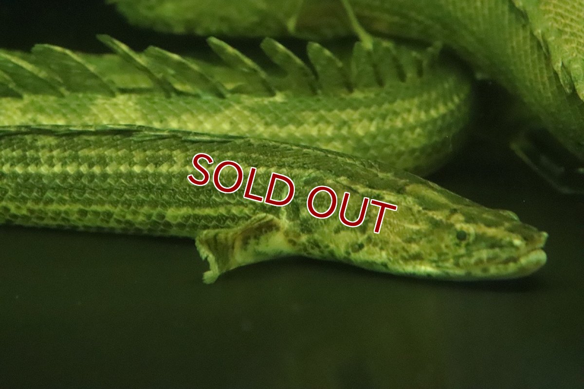 画像2: 【淡水魚】大特価 ポリプテルス ビキールspコリバ コウロントン産 ワイルド【１匹 サンプル画像】(±18-25cm)(生体)(熱帯魚)NKO (2)